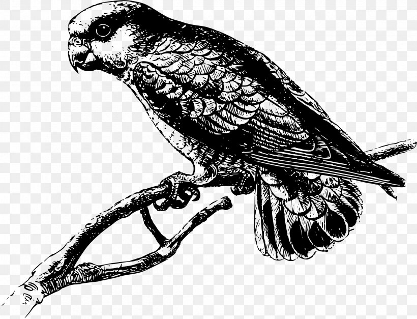 Macaw Parrot Bird Clip Art, PNG, 2400x1837px, Macaw, Beak, Bird, Bird Of Prey, Black And White Download Free
