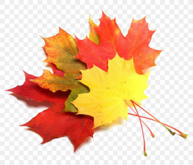 Maple Leaf Maple Syrup Depositphotos, PNG, 920x787px, Maple Leaf, Autumn, Balsamic Vinegar, Craft Beer, Depositphotos Download Free