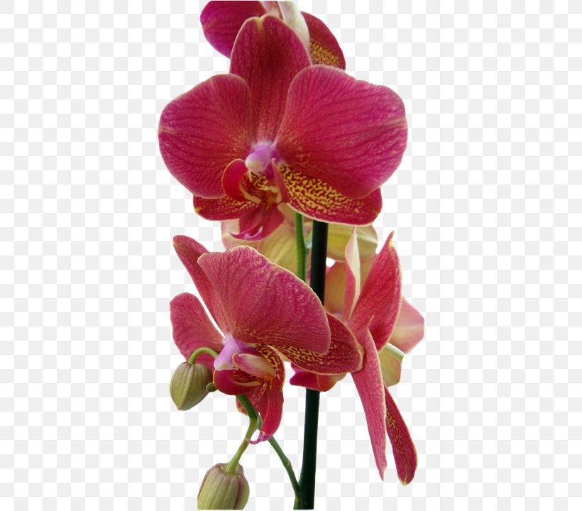 Orchids Red Flower, PNG, 540x720px, Orchids, Body, Cut Flowers, Dendrobium, Everlasting Sweet Pea Download Free