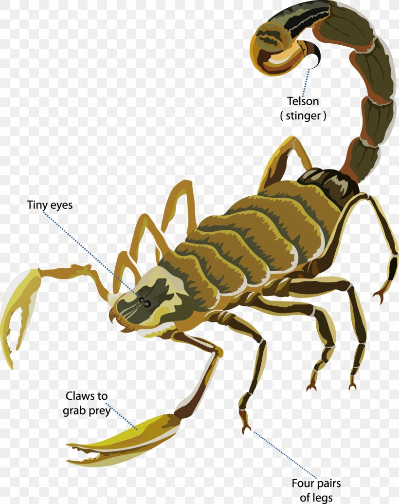 Scorpion Deathstalker Euclidean Vector, PNG, 1450x1831px, Scorpion, Arizona Bark Scorpion, Arthropod, Deathstalker, Insect Download Free