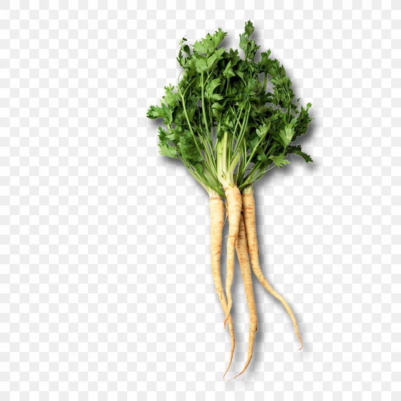 Chard Root Vegetables Parsley Root Parsnip, PNG, 1200x1200px, Chard, Broccoli, Celery, Food, Herb Download Free