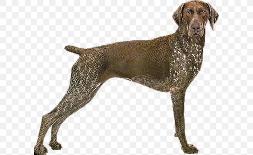 Old Danish Pointer German Shorthaired Pointer German Longhaired Pointer German Wirehaired Pointer, PNG, 600x503px, Old Danish Pointer, Brac, Carnivoran, Dog, Dog Breed Download Free