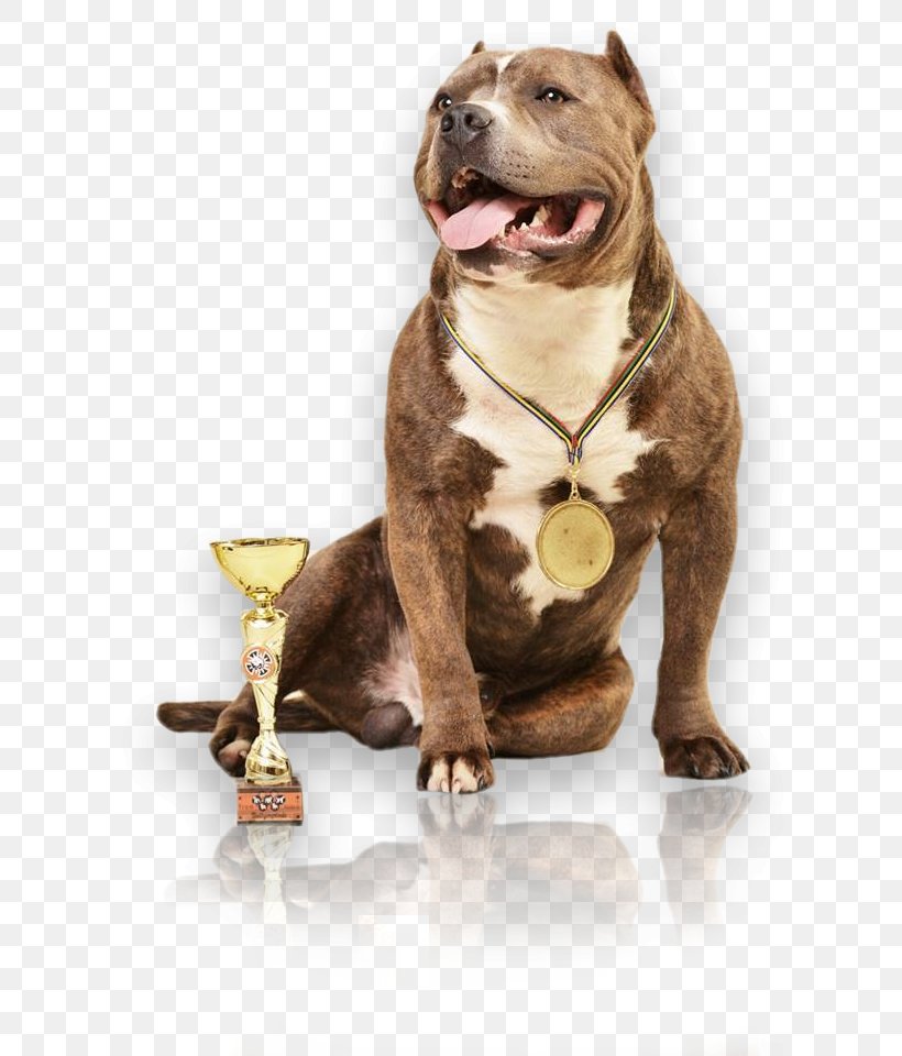 Dog Breed American Pit Bull Terrier Dog Collar, PNG, 679x960px, Dog Breed, American Pit Bull Terrier, Breed, Bull, Bull Terrier Download Free