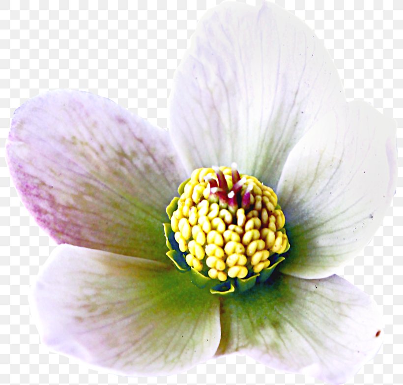 Close-up Pollen, PNG, 800x783px, Closeup, Flower, Petal, Plant, Pollen Download Free