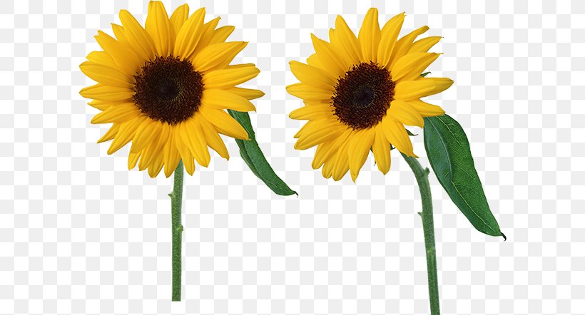 Common Sunflower Plants Vs. Zombies 2: It's About Time Sunflower Seed Clip Art, PNG, 600x442px, Common Sunflower, Cut Flowers, Daisy Family, Flower, Flowering Plant Download Free
