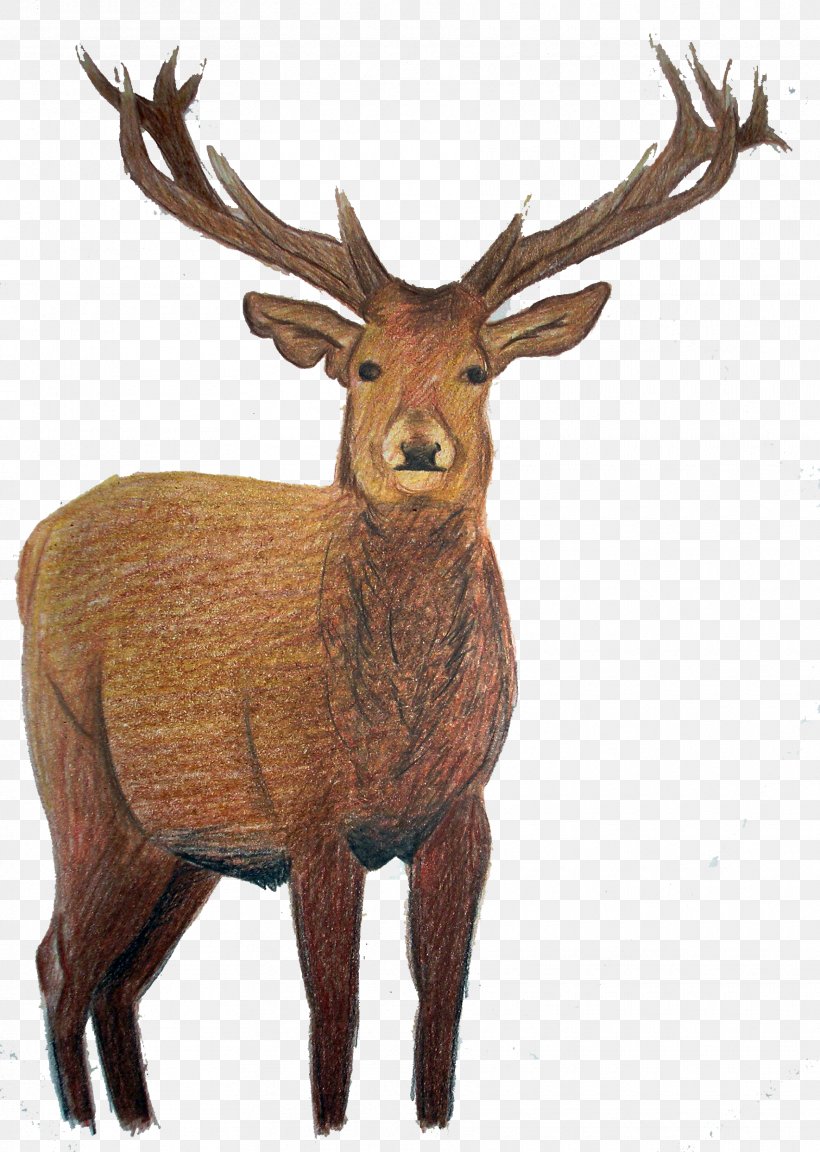 Elk White-tailed Deer Reindeer, PNG, 1770x2488px, Elk, Animal, Antler, Deer, Editing Download Free