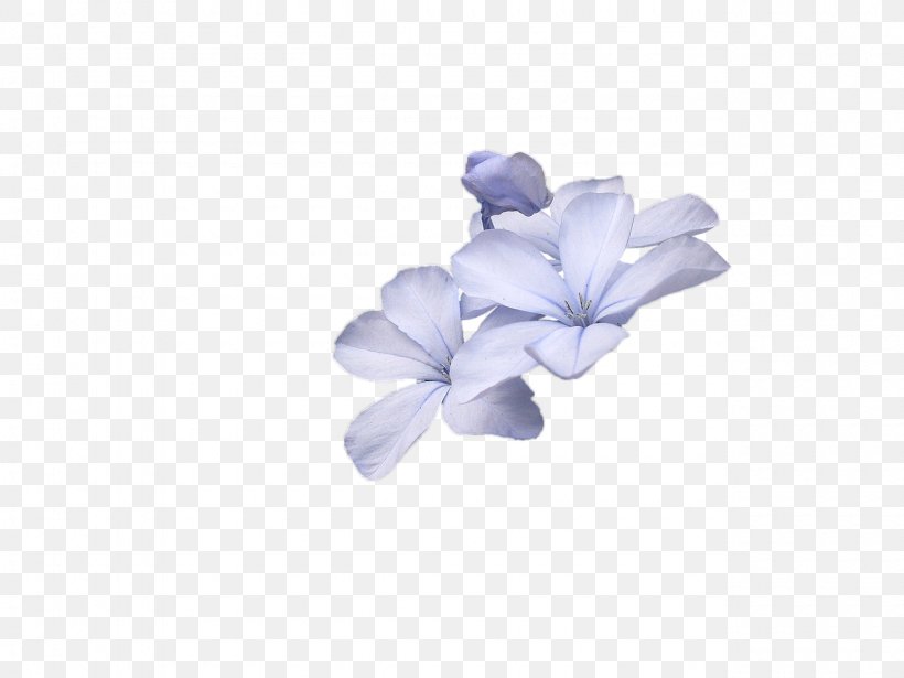 Flower Spiritism Deodorant Aerosol, PNG, 1280x960px, Flower, Aerosol, Blue, Cut Flowers, Deodorant Download Free