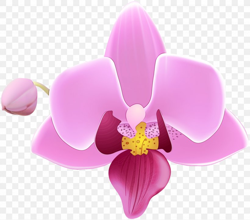 Flowering Plant Flower Petal Pink Moth Orchid, PNG, 3000x2641px, Watercolor, Flower, Flowering Plant, Moth Orchid, Orchid Download Free