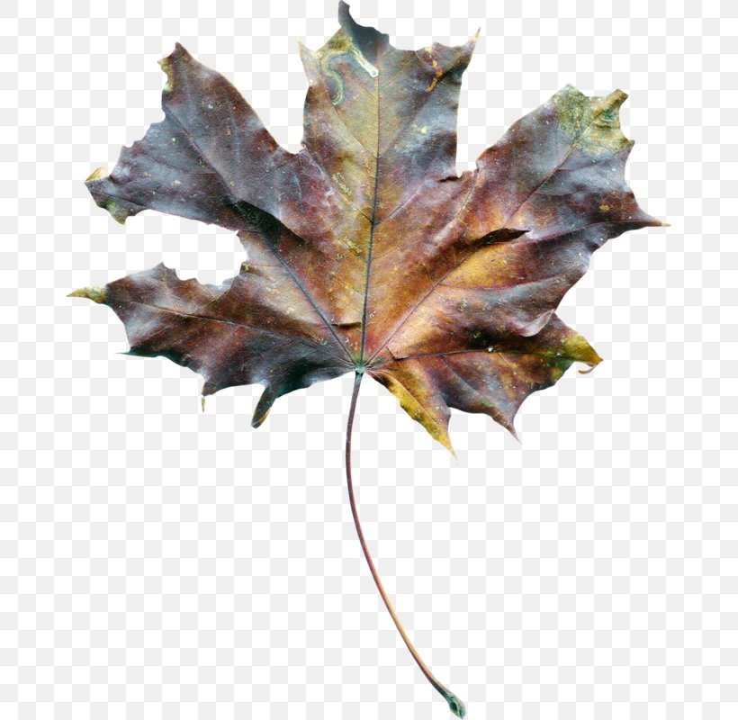 Maple Leaf Drought Soil, PNG, 672x800px, Maple Leaf, Drawing, Drought, Gratis, Leaf Download Free