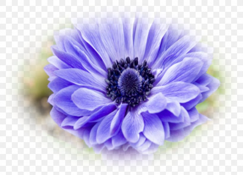 Blue Violet Transvaal Daisy Photography Blaue Aster, PNG, 910x656px, Blue, Anemone, Arcus Cloud, Aster, Chrysanthemum Download Free