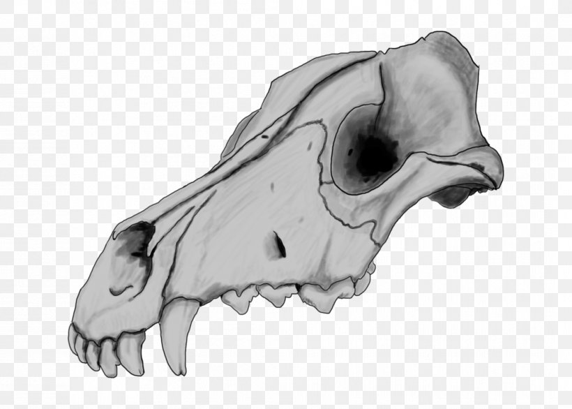 Dogo Argentino Skull Drawing Great Dane Dog Anatomy, PNG, 1057x756px, Dogo Argentino, Animal, Black And White, Bone, Deviantart Download Free