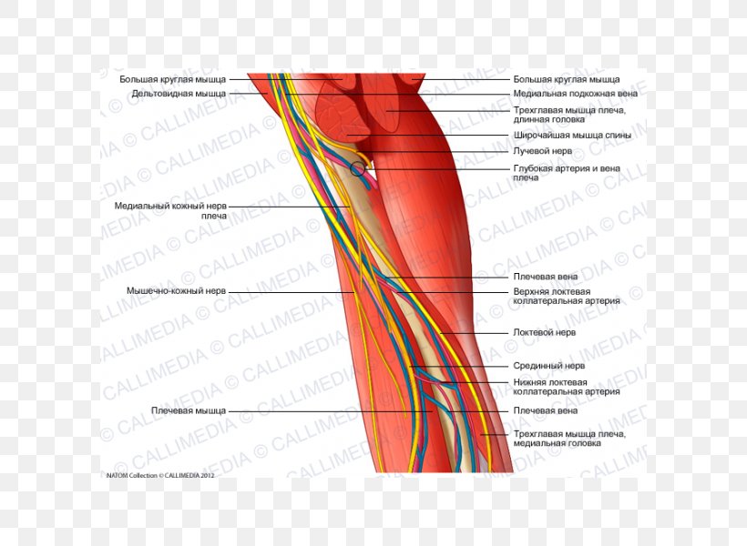 Nerve Augšdelms Human Anatomy Muscle Arm, PNG, 600x600px, Watercolor, Cartoon, Flower, Frame, Heart Download Free