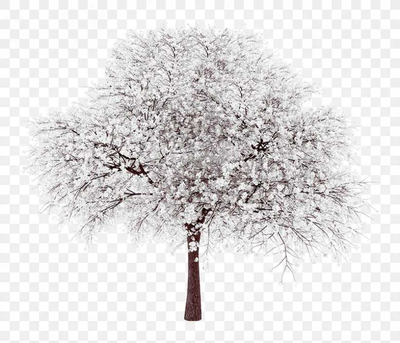 Tree Populus Grandidentata Branch Blossom Cottonwood, PNG, 835x718px, Tree, Aspen, Black And White, Blossom, Branch Download Free