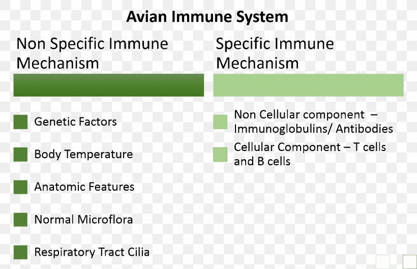 Avian Immune System Adaptive Immune System Immunity Gut Flora, PNG, 1576x1017px, Immune System, Adaptive Immune System, Antibiotics, Area, Avian Influenza Download Free