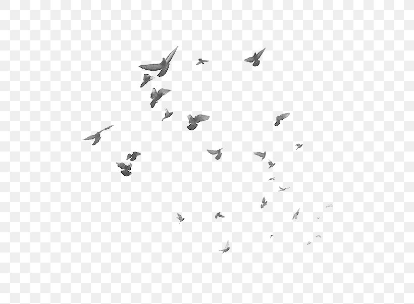 Bird Flight Flock Clip Art, PNG, 500x602px, Bird, Black, Black And White, Editing, Flock Download Free