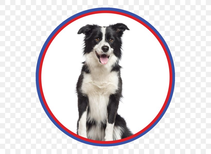 Border Collie Rough Collie Shetland Sheepdog Bearded Collie Golden Retriever, PNG, 600x600px, Border Collie, Aging In Dogs, Australian Shepherd, Bearded Collie, Breed Download Free