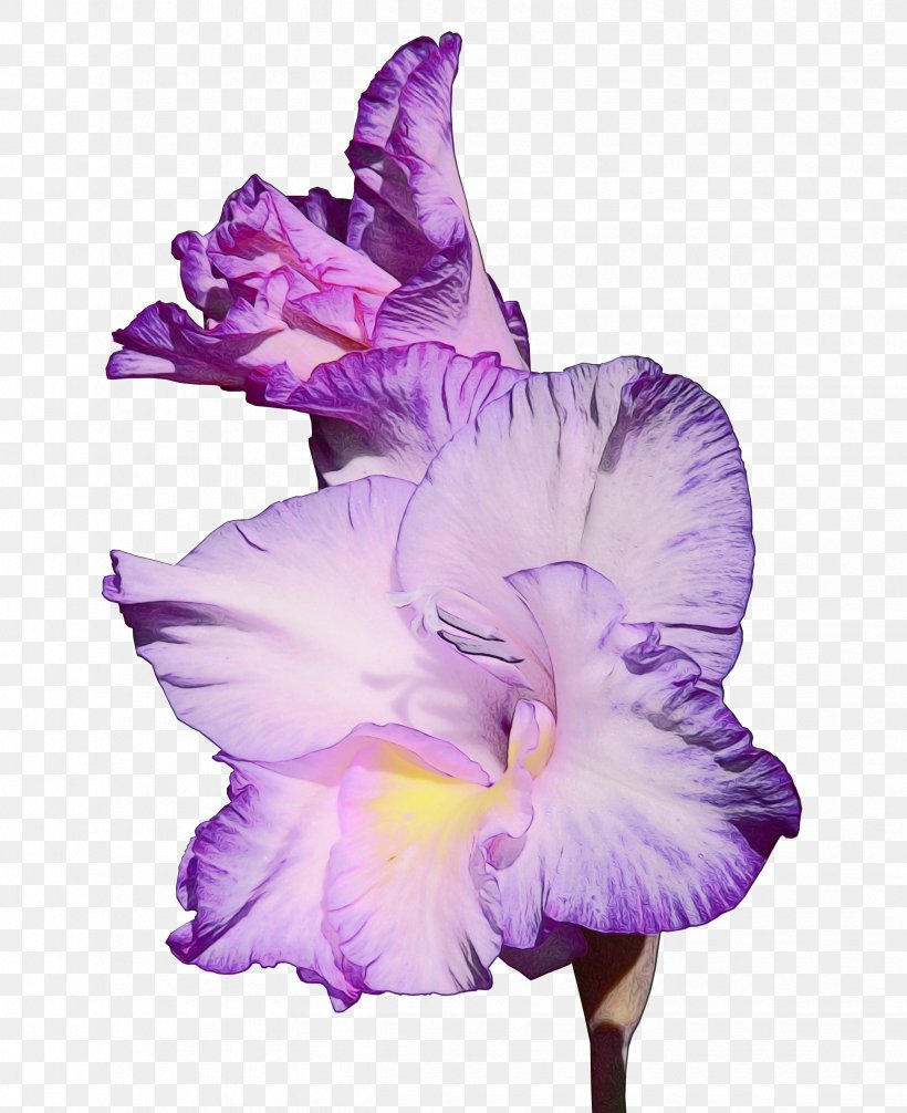 Lavender, PNG, 2448x3004px, Watercolor, Flower, Flowering Plant, Gladiolus, Lavender Download Free