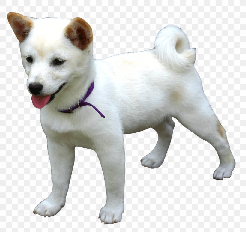 Puppy Golden Retriever Shiba Inu Image, PNG, 851x804px, Puppy, Akita, Akita Inu, Canaan Dog, Carnivoran Download Free