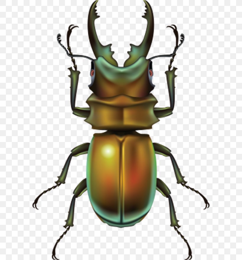 Beetle Clip Art, PNG, 600x879px, Beetle, Arthropod, Clipping Path, Insect, Invertebrate Download Free