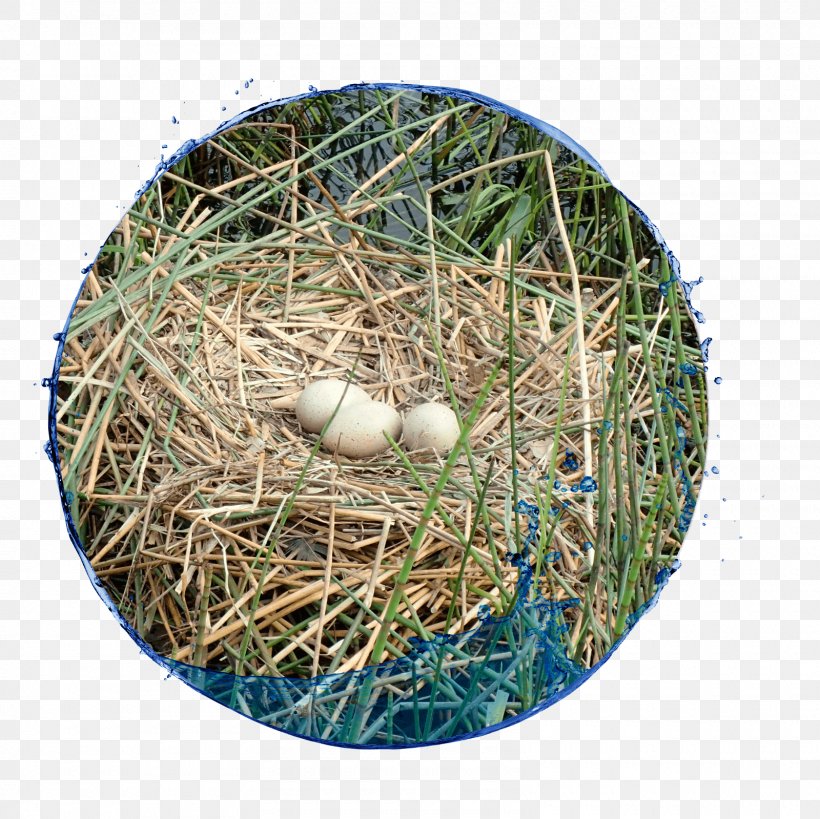 Bird Nest NEST+m, PNG, 1600x1599px, Bird Nest, Bird, Grass, Nest, Nestm Download Free