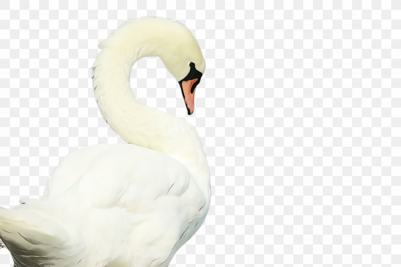 Feather, PNG, 2448x1632px, Watercolor, Beak, Bird, Ducks Geese And Swans, Feather Download Free