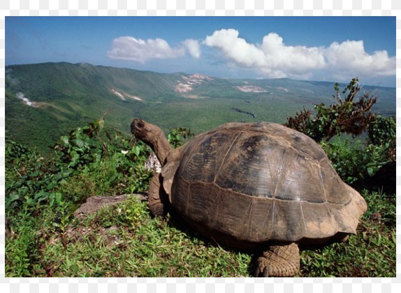Galápagos Islands Tortoise Volcán Darwin Turtle, PNG, 800x600px, Tortoise, Animal, Archipelago, Ecosystem, Ecuador Download Free
