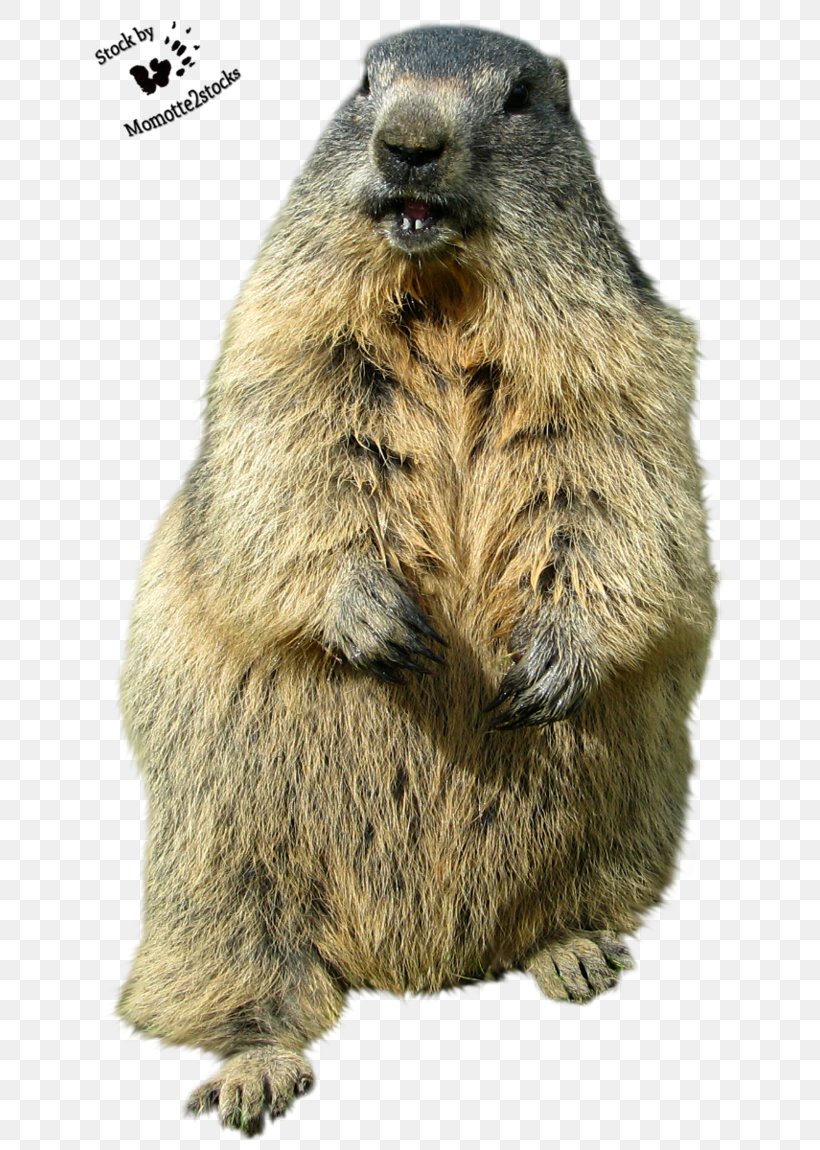 Groundhog Day Punxsutawney Desktop Wallpaper Funny Animal, PNG, 694x1150px, Groundhog, Beaver, Cat, Coloring Book, Cuteness Download Free