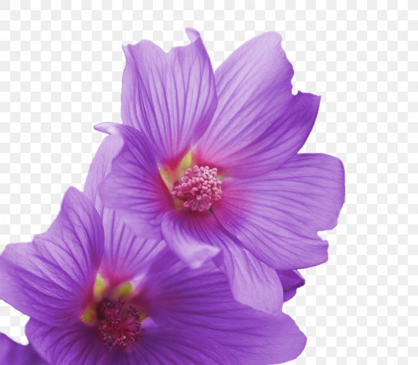 Hibiscus Adobe Premiere Elements Video Adobe Premiere Pro Wednesday, PNG, 1500x1310px, Hibiscus, Academic Term, Adobe Premiere Elements, Adobe Premiere Pro, Adobe Systems Download Free