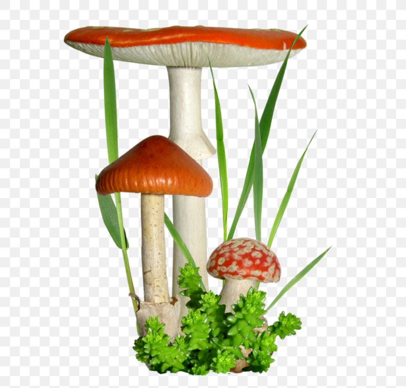 Mushroom Fungus Clip Art Blog, PNG, 600x784px, Mushroom, Art, Art Museum, Autumn, Blog Download Free
