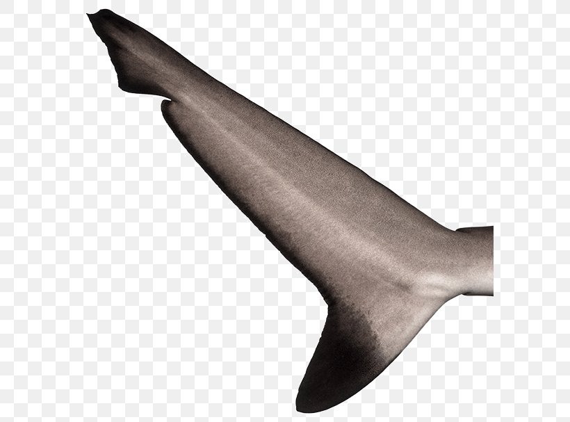 Shark Fin Soup Sea Lion Tail Fish Thresher Shark, PNG, 600x607px, Shark Fin Soup, Cartilaginous Fish, Chondrichthyes, Dolphin, Fin Download Free