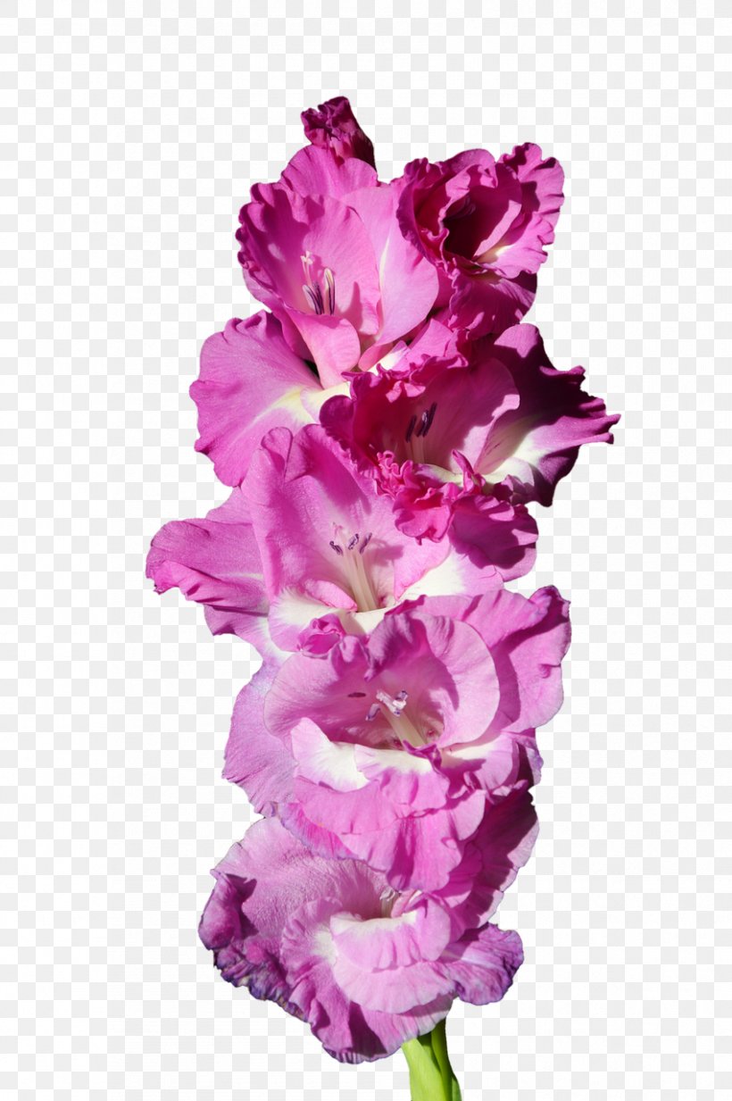 Gladiolus Italicus Cut Flowers Plant Purple, PNG, 851x1280px, Gladiolus Italicus, Blossom, Bulb, Cape Jasmine, Cut Flowers Download Free