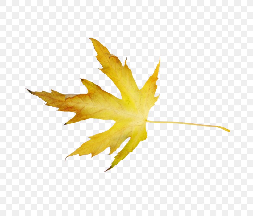 Maple Leaf Design, PNG, 700x700px, Maple Leaf, Designer, Flower, Flowering Plant, Leaf Download Free