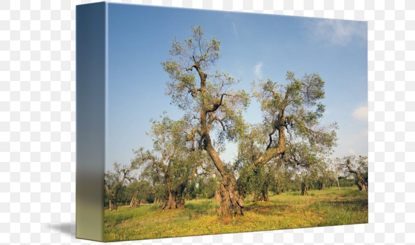 Oak Apulia Olive Tree Of Vouves Ecosystem Meadow, PNG, 650x484px, Oak, Apulia, Branch, Branching, Curtain Download Free