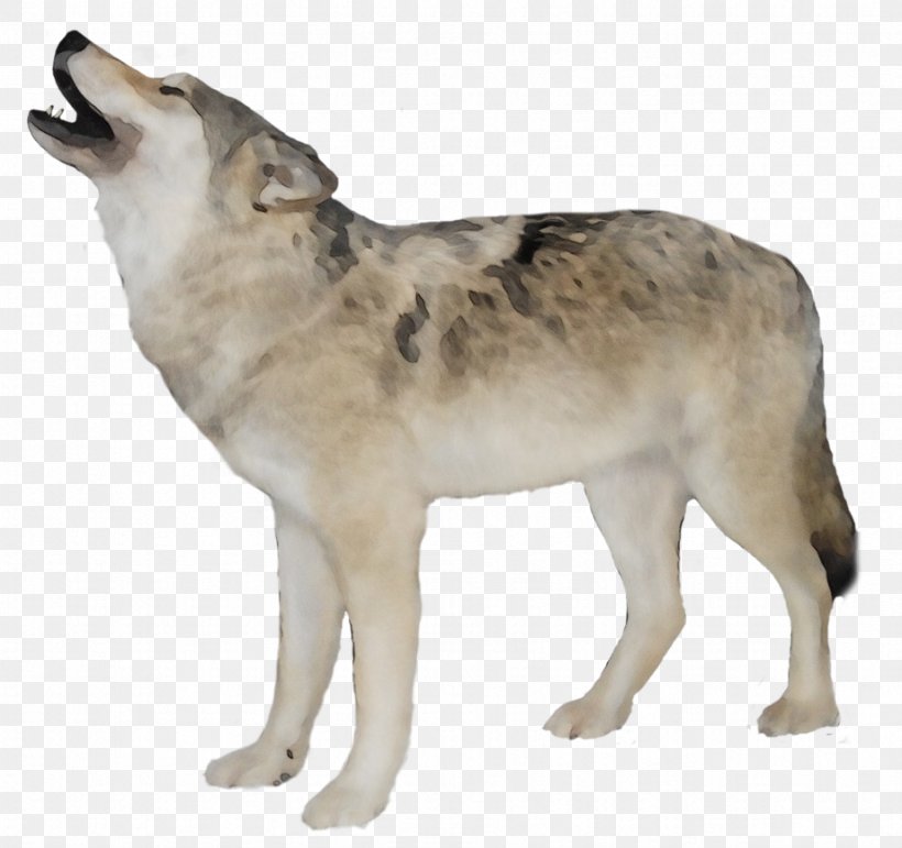 Wolf Cartoon, PNG, 921x867px, Dog, Alaskan Malamute, Alaskan Tundra Wolf, Ancient Dog Breeds, Aniu Download Free