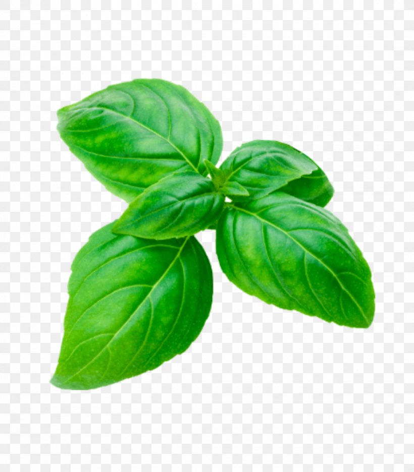 Basil Stock Photography Royalty-free Image, PNG, 1080x1233px, Basil, Depositphotos, Fines Herbes, Flower, Food Download Free