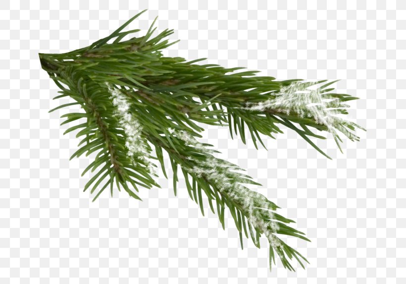 Conifer Cone Conifers Fir Tree Spruce, PNG, 700x573px, Conifer Cone, Branch, Cedar, Christmas, Conifer Download Free