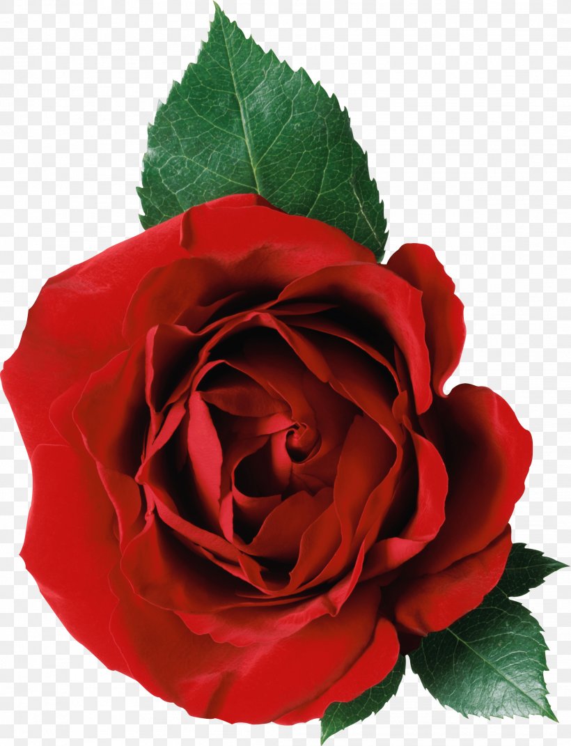 Rose Clip Art, PNG, 2119x2768px, Rose, China Rose, Color, Cut Flowers, Floribunda Download Free