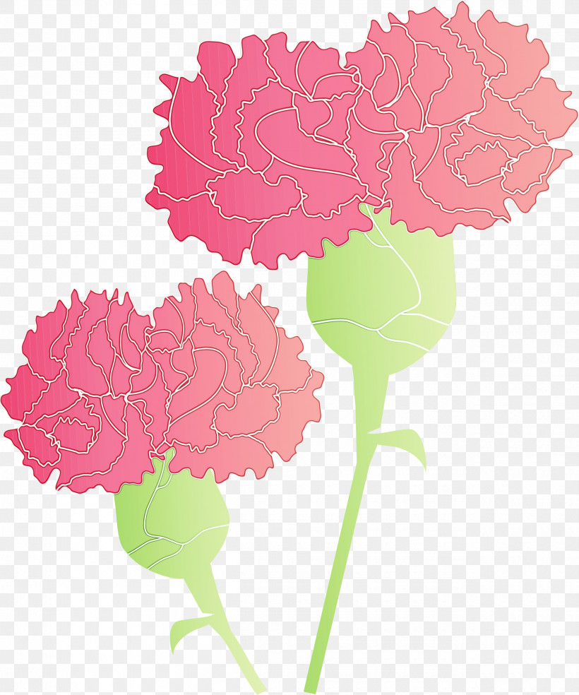 Pink Flower Carnation Plant Leaf, PNG, 2500x3000px, Mothers Day Carnation, Carnation, Cornales, Cut Flowers, Dianthus Download Free