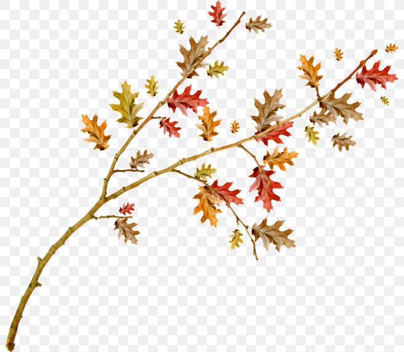 Twig Plant Stem Leaf Flower Clip Art, PNG, 800x714px, Twig, Branch, Flora, Flower, Flowering Plant Download Free