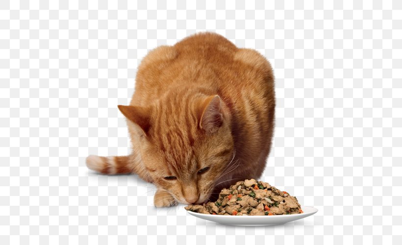 Whiskers European Shorthair Kitten Cat Food Domestic Short-haired Cat, PNG, 500x500px, Whiskers, Carnivoran, Cat, Cat Food, Cat Like Mammal Download Free