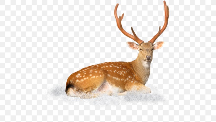 White-tailed Deer Elk Reindeer Antler, PNG, 550x465px, Whitetailed Deer, Animal, Antler, Deer, Elk Download Free