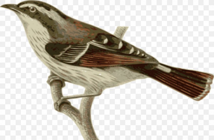 Bird Branch Twig Illustration, PNG, 1000x655px, Bird, Beak, Bird Flight, Branch, Emberizidae Download Free