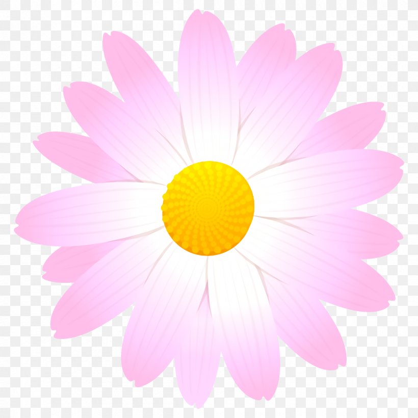 Daisy, PNG, 1200x1200px, Pink, Camomile, Chamomile, Daisy, Flower Download Free