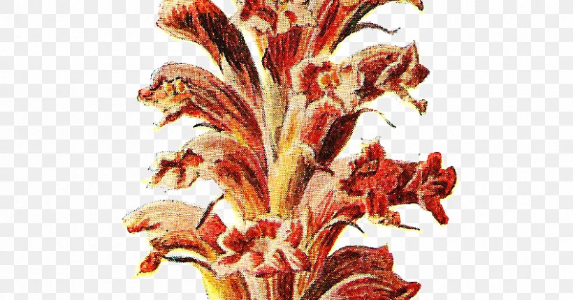Familiar Wild Flowers Botany Botanical Illustration Plant Stem Flowering Plant, PNG, 846x444px, Familiar Wild Flowers, Botanical Illustration, Botany, Commodity, Drawing Download Free