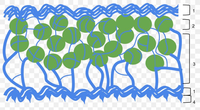 Symbiosis In Lichens Algae Blue-green Bacteria, PNG, 2000x1102px, Lichen, Algae, Area, Artwork, Blue Download Free