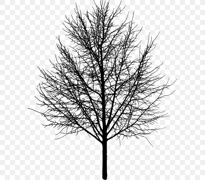 Tree Silhouette, PNG, 597x720px, Tree, Black And White, Branch, Conifer, Drawing Download Free