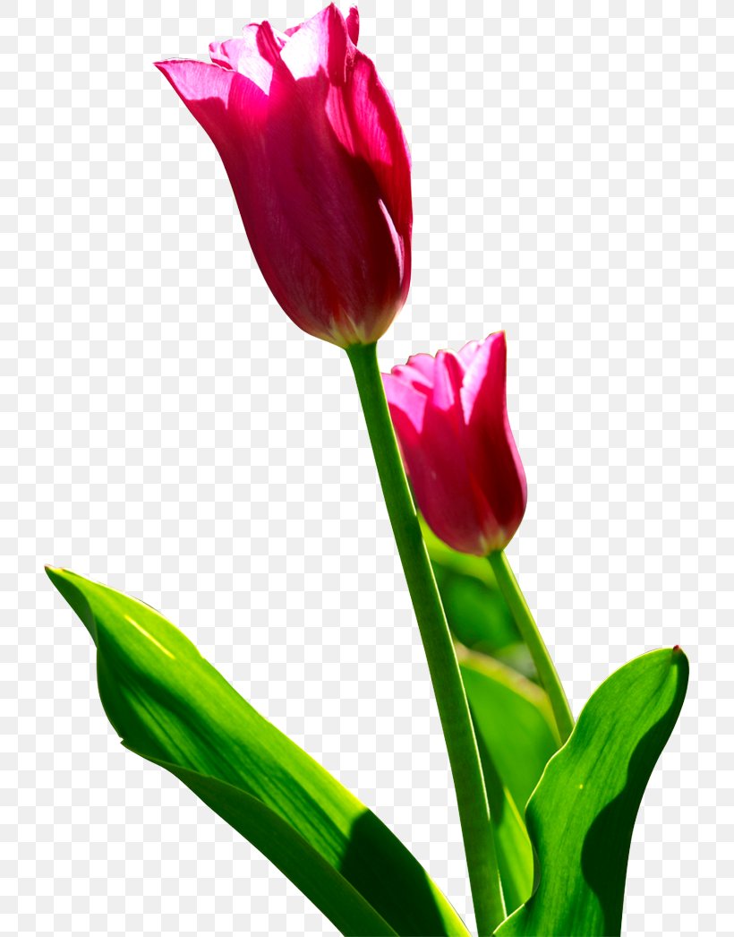 Tulip Flower Computer File, PNG, 723x1046px, Tulip, Bud, Cut Flowers, Floral Design, Floristry Download Free