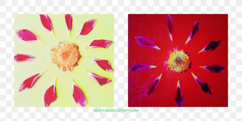 Acrylic Paint Transvaal Daisy Picture Frames Rectangle Acrylic Resin, PNG, 1600x800px, Acrylic Paint, Acrylic Resin, Dahlia, Flora, Flower Download Free