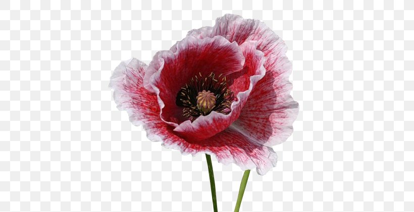 Opium Poppy Flower Herbaceous Plant, PNG, 429x421px, Poppy, Anemone, Annual Plant, Cut Flowers, Flower Download Free