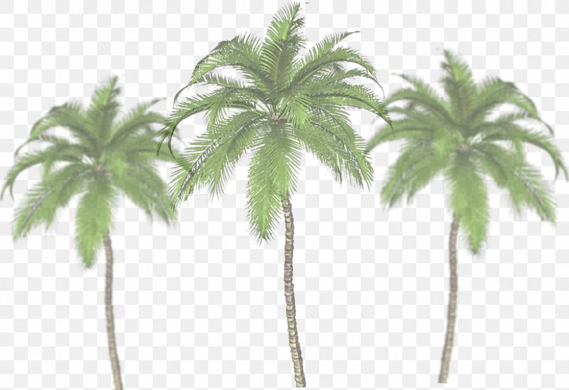 Palm Trees Image Clip Art JPEG, PNG, 843x579px, Palm Trees, Arecales, Coconut, Date Palm, Flowerpot Download Free